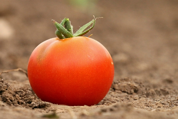 Plant ground fruit flower Photo