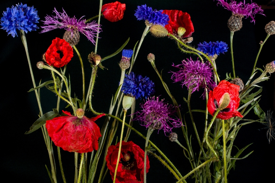 Anlage blume blütenblatt flora