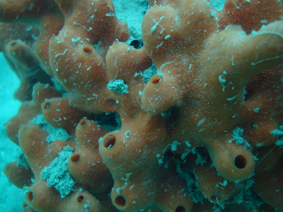 海洋 ダイビング 水中 生物学