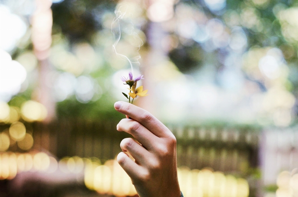 Mano fiore pianta fotografia