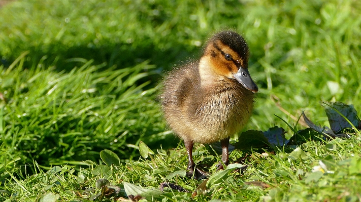 Nature grass bird lawn Photo