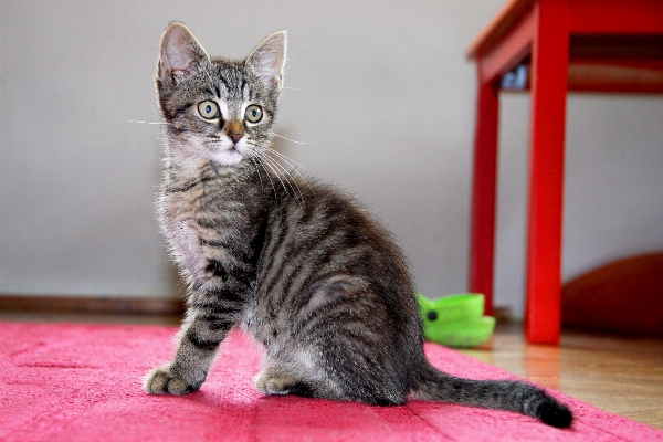 Photo Animal de compagnie chaton chat séance