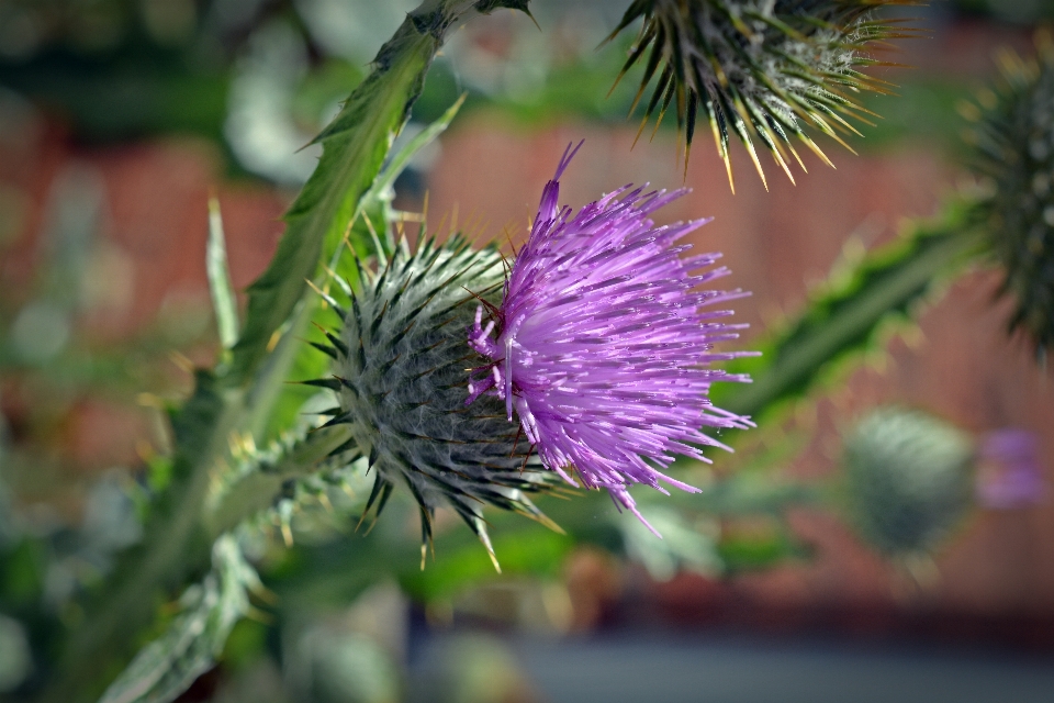 Nature branch blossom plant