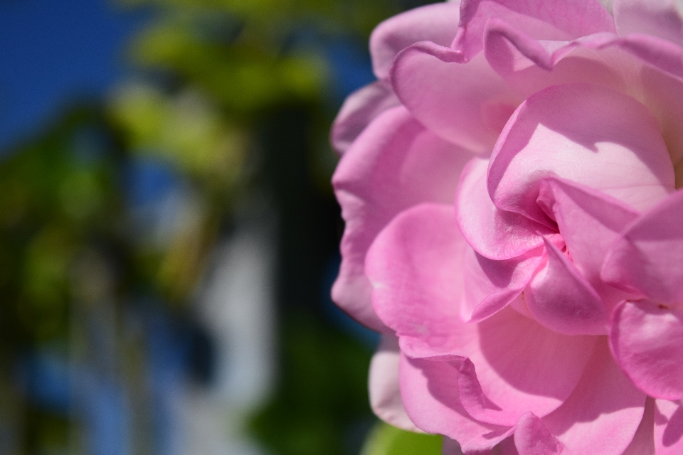 Blossom plant flower petal