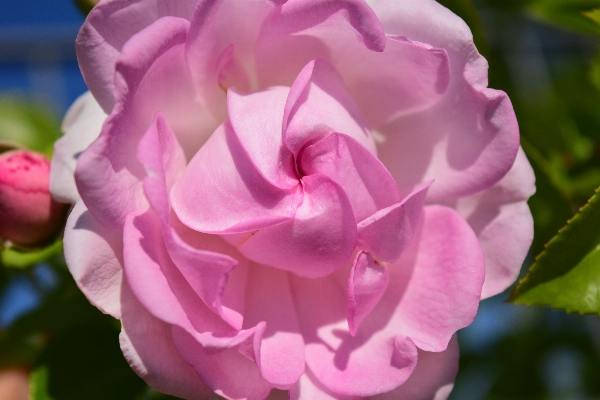 Blossom plant flower petal Photo