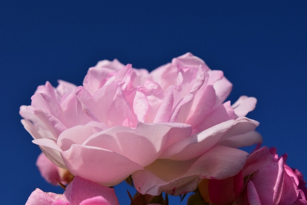 Blossom plant sky flower Photo