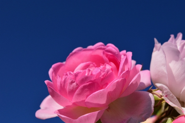 Nature blossom plant sky Photo