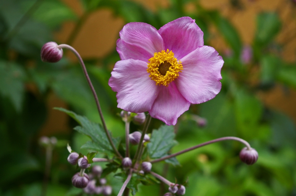 Natura fiore pianta petalo