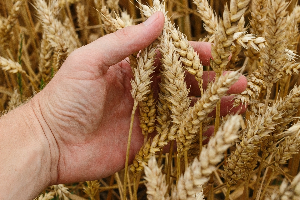 Natur anlage feld bauernhof