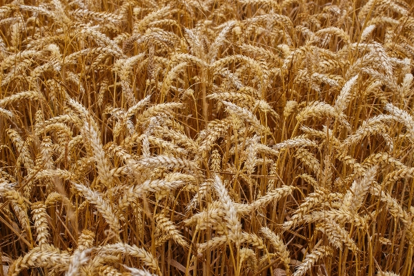 Nature plant field farm Photo