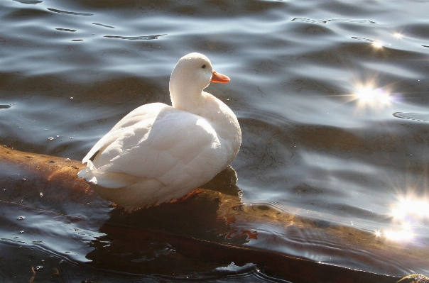 水 自然 鳥 羽 写真