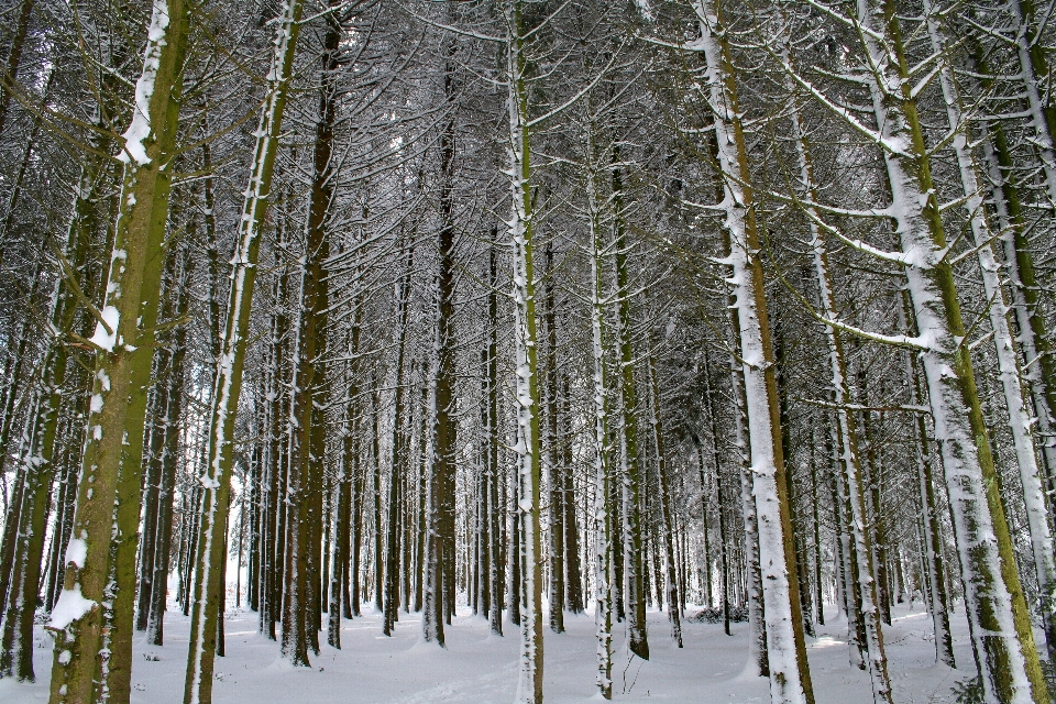 Landscape tree nature forest