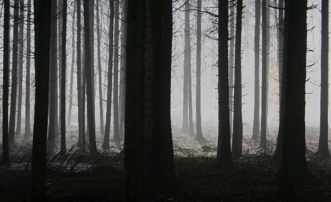 Landscape tree nature forest Photo