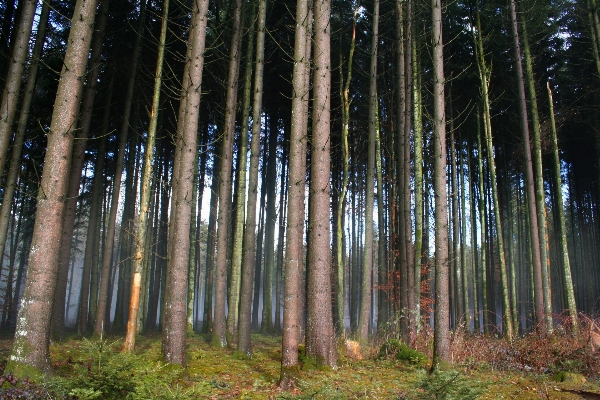 Landscape tree nature forest Photo