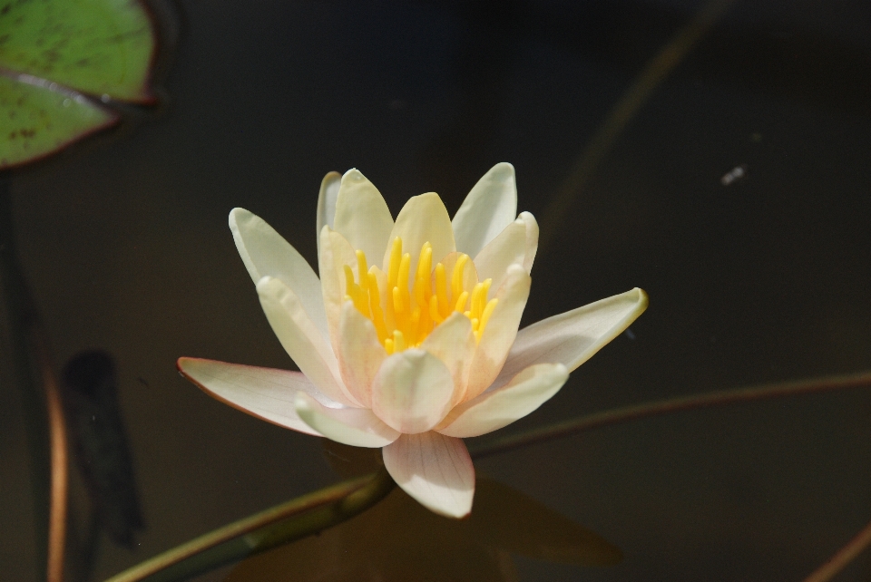 Acqua natura fiore pianta