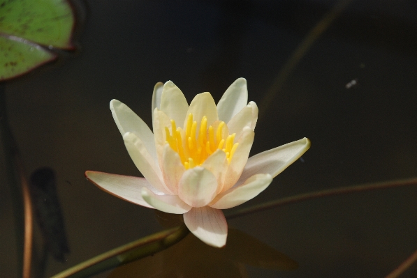 Wasser natur blüte anlage Foto