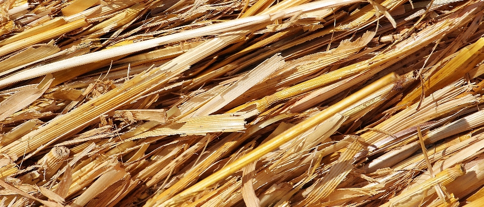 Nature plant wood field