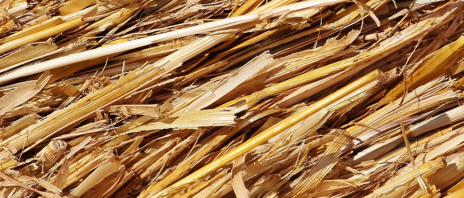 Nature plant wood field Photo