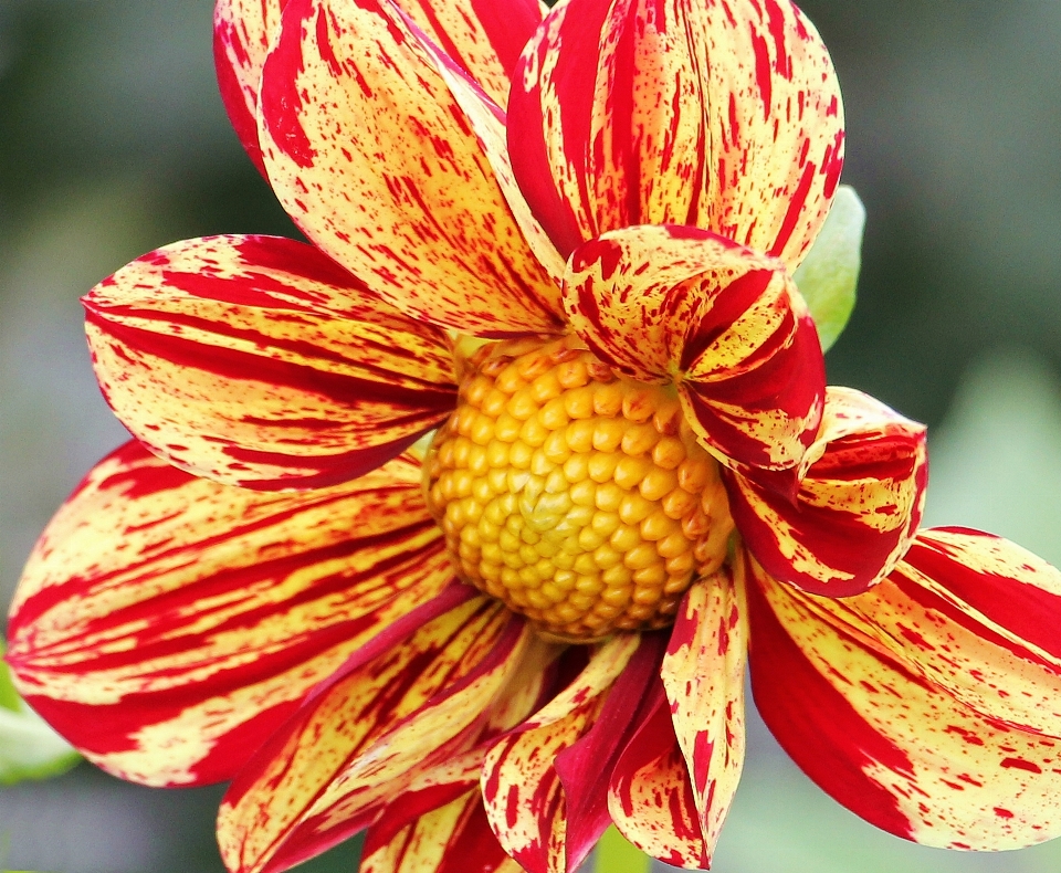 Natur blüte anlage blume