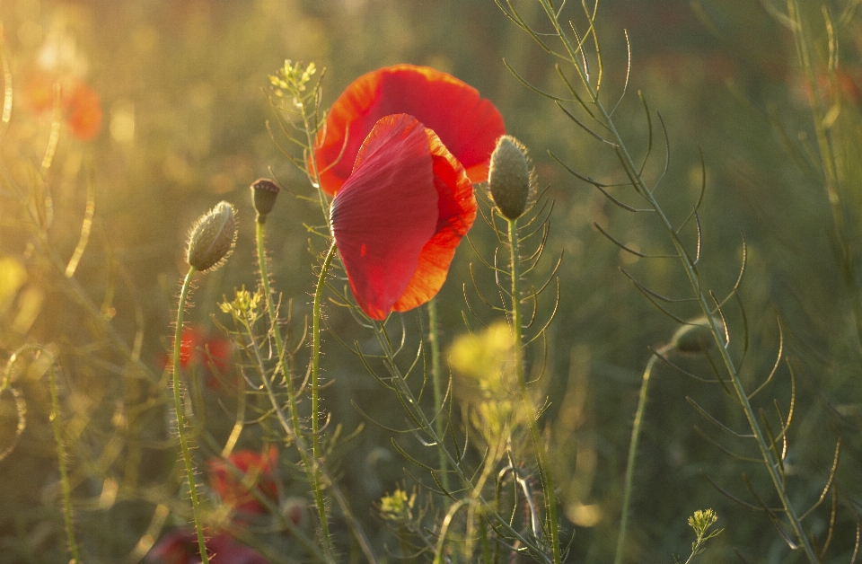 Nature herbe usine champ