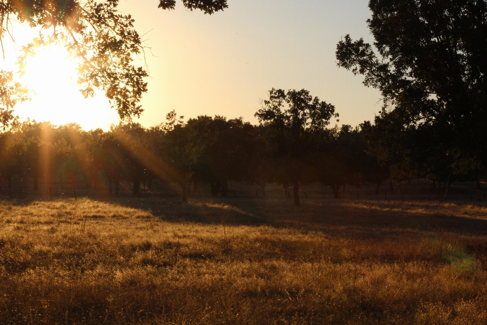 Landscape tree nature forest