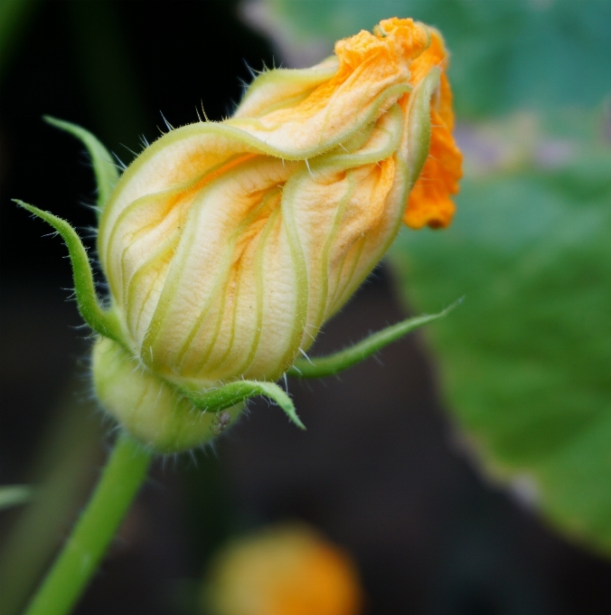 Blüte anlage fotografie blatt