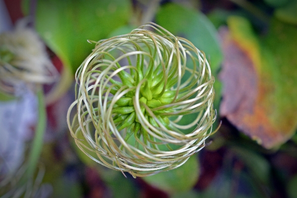 Nature branch blossom plant Photo