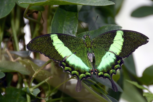 Nature wing leaf flower Photo