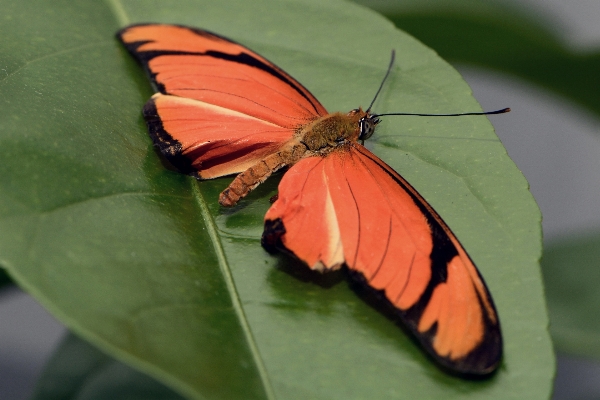 Nature wing leaf flower Photo