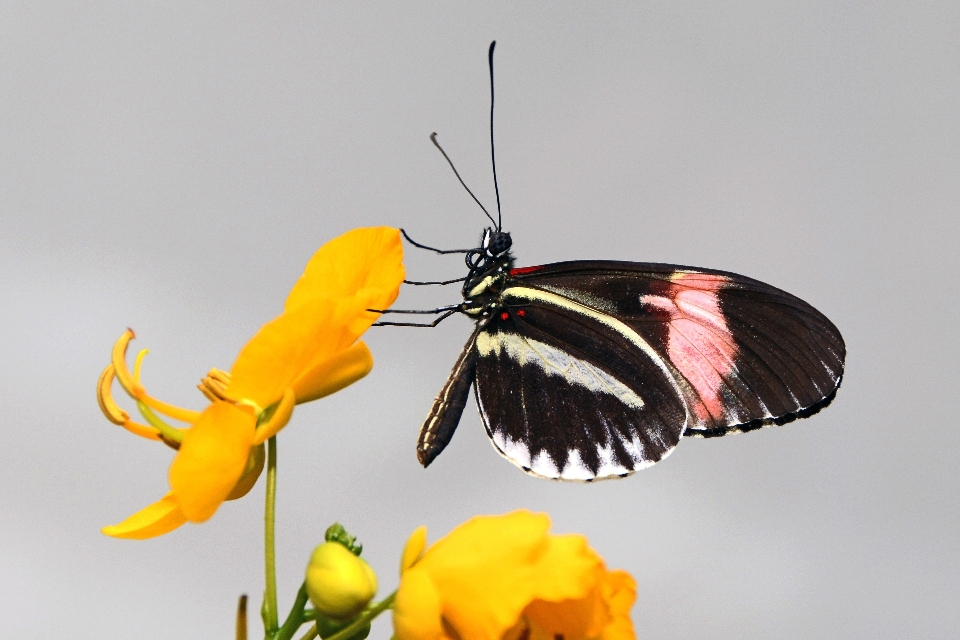 Natura skrzydło biały kwiat