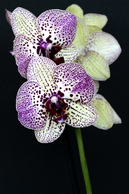 自然 花 植物 紫 写真