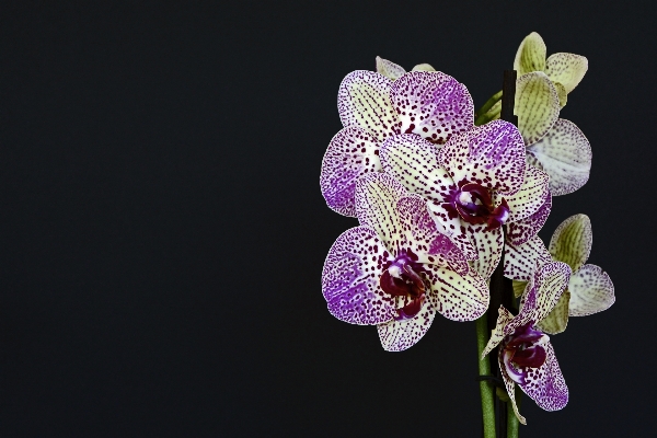 自然 花 植物 写真撮影 写真