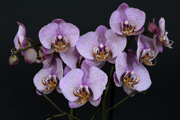 自然 花 植物 紫 写真