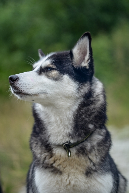 Natura na wolnym powietrzu pies zwierzę