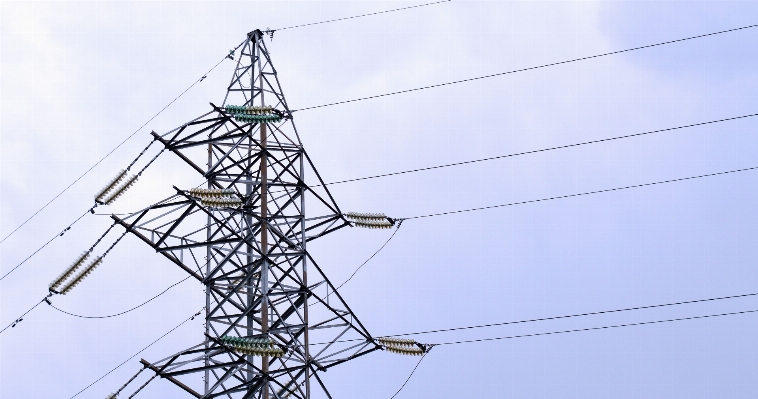 Post plant wire line Photo