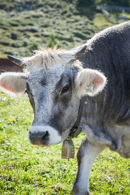 Nature grass field farm Photo