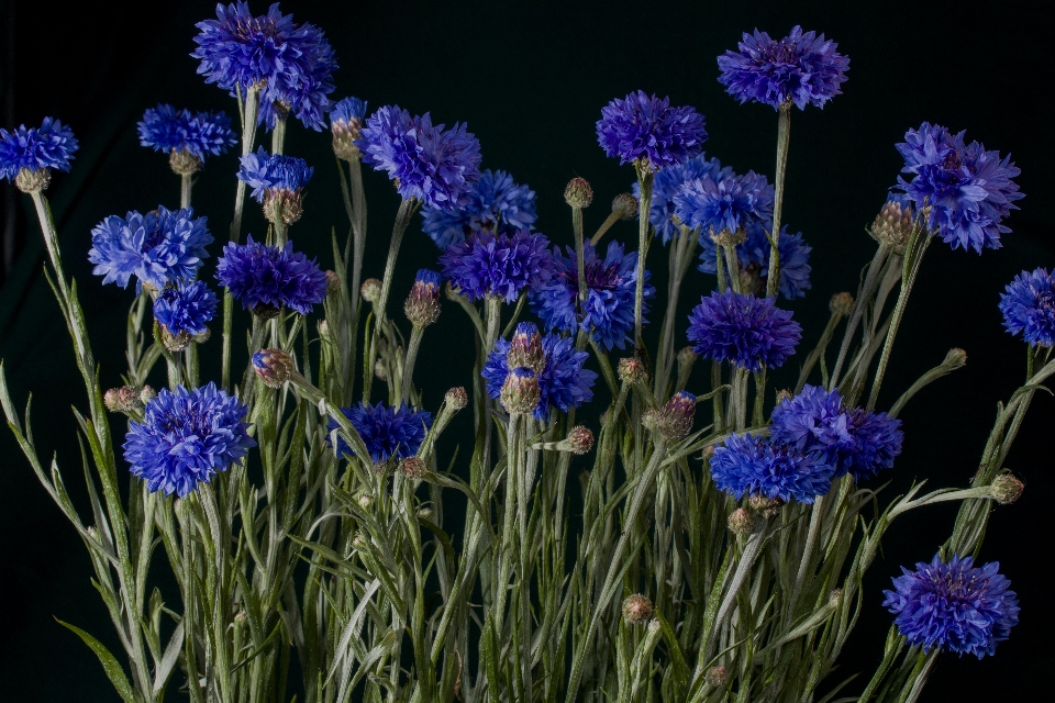 Natura pianta fiore estate