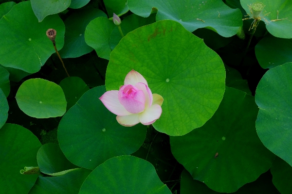 Natur anlage blatt blume Foto