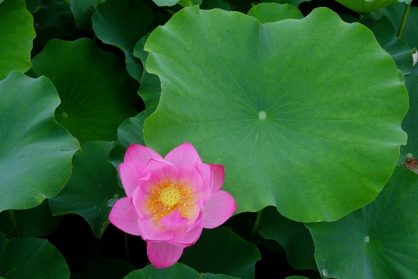 Foto Naturaleza planta hoja flor