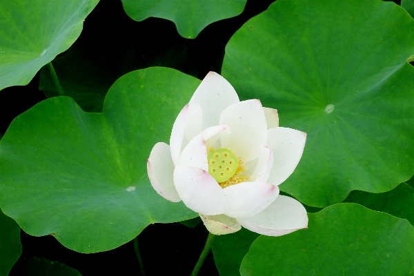 Nature plant leaf flower Photo