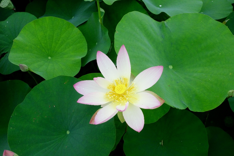 自然 植物 叶子 花