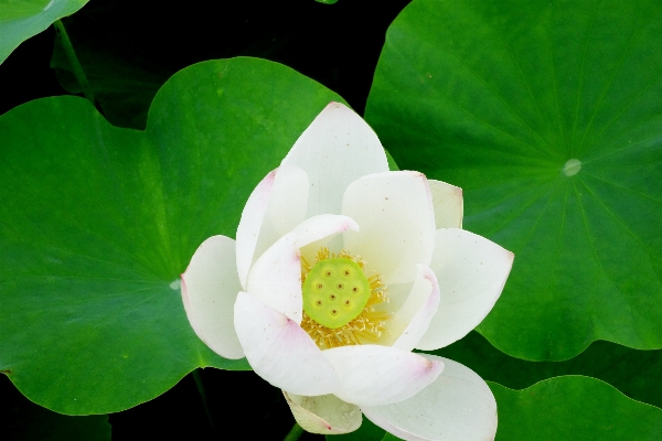 Nature blossom plant leaf Photo