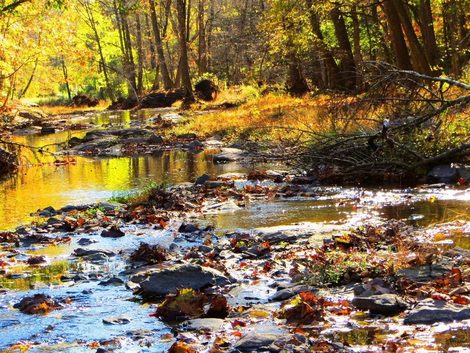 Paisaje árbol agua naturaleza