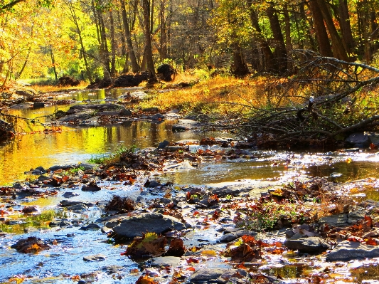 Landscape tree water nature Photo