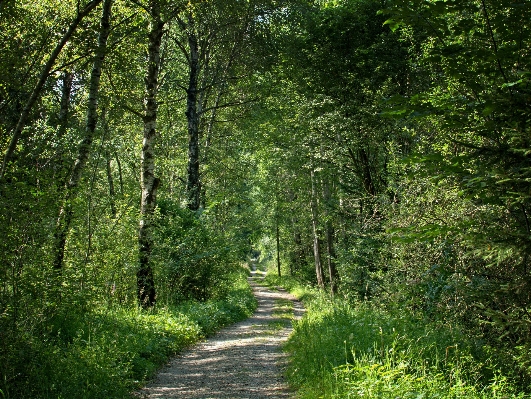 Tree nature forest wilderness Photo