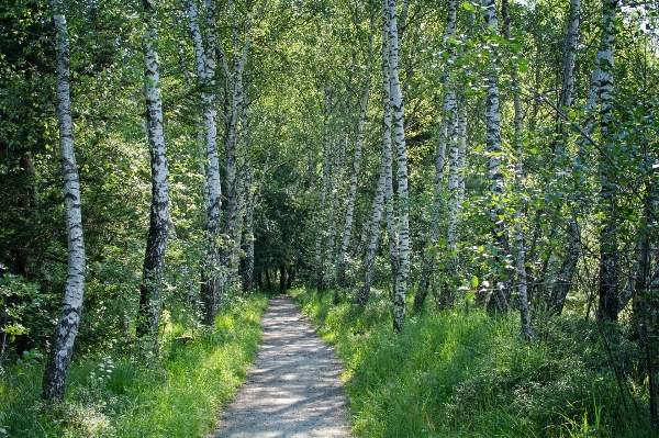 Tree nature forest plant Photo