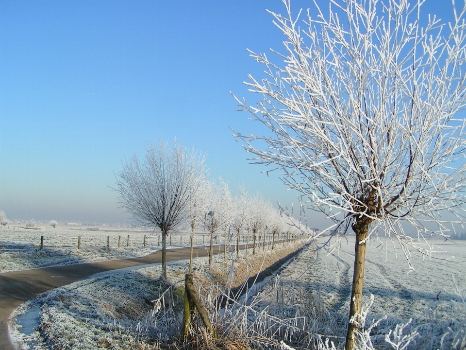 Paysage arbre nature bifurquer