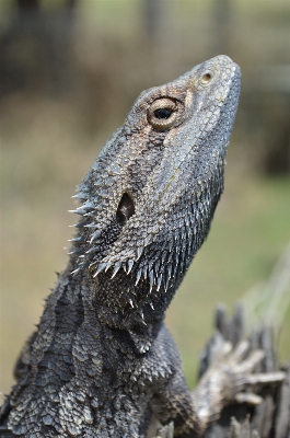 Zdjęcie Dzikiej przyrody gad iguana fauna