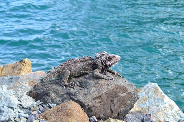 Sea wildlife reptile iguana Photo