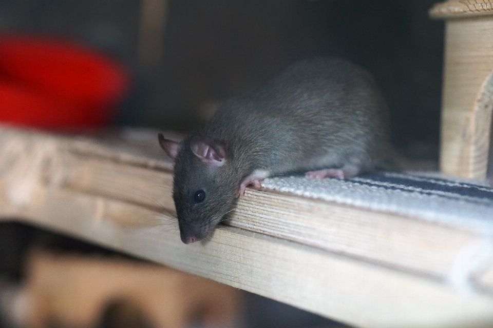 甘い ねずみ 動物 かわいい